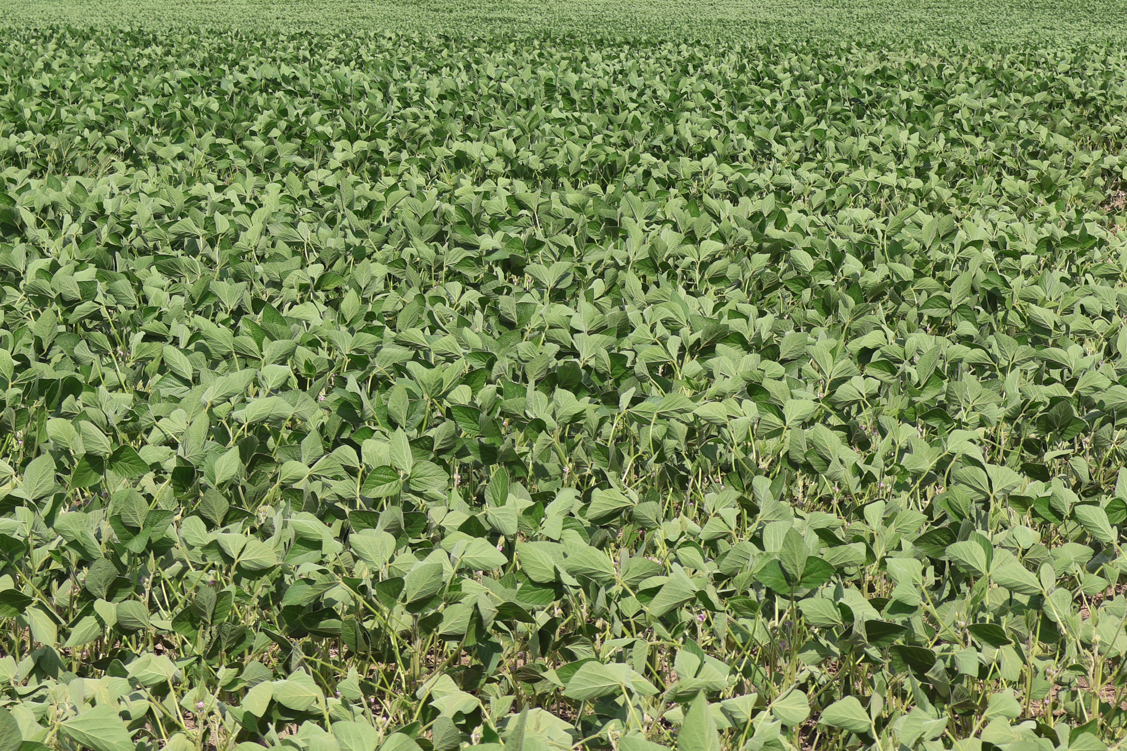 Soybeans under water stress with flipped leaves. 